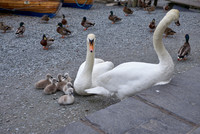 Swan Family 1