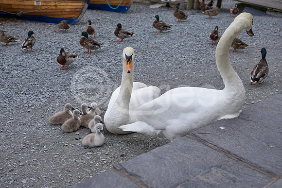 Swan Family 1
