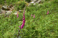 Foxglove 1