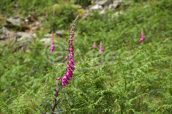 Foxglove 1