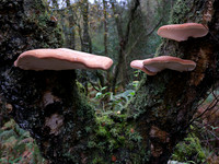 Mushrooms and Arachnid