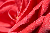 Rose 1