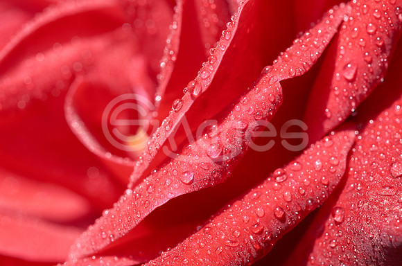 Rose 1