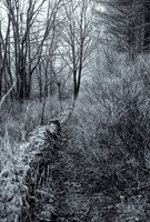 Cracknowl Wood 1
