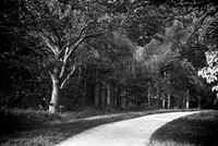 Towards Stand Wood