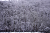 Great Shacklow Wood Winter Morning