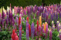 Rainbow Lupins