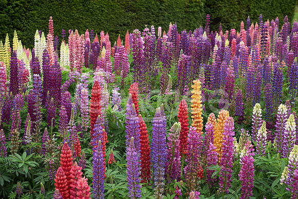 Rainbow Lupins