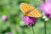 High Brown Fritillary