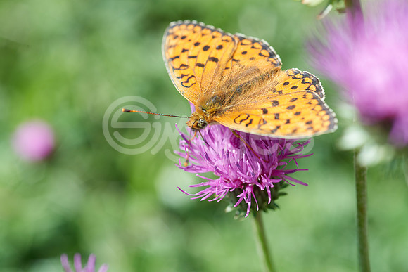 High Brown Fritillary