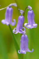 Bluebells 1