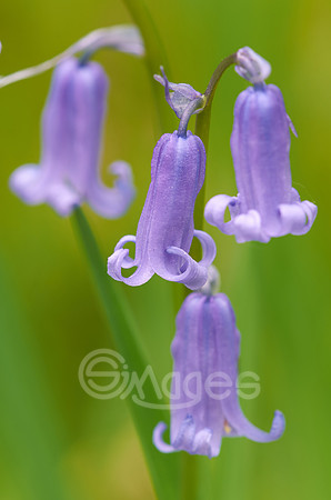 Bluebells 1