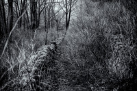 Cracknowl Wood 2