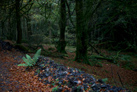 Galloway Fern