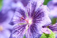 Geranium Drops