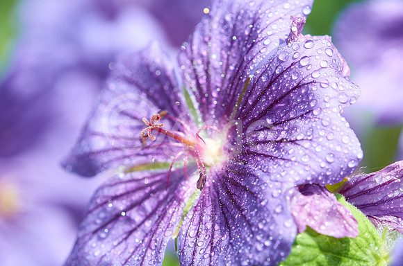 Geranium Drops