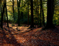 Chatsworth Woodlight