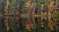 Abernethy Autumn