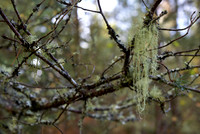 Old Man's Beard