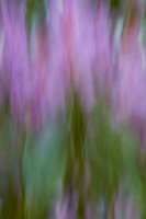 Abstract Lavender