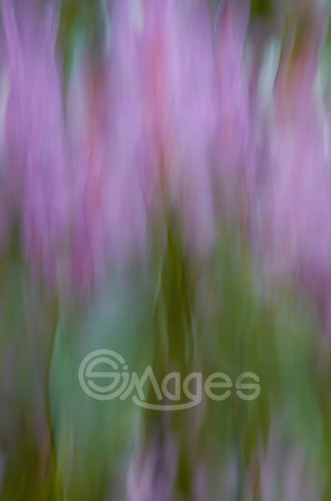 Abstract Lavender