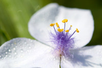 Virginia Spiderwort