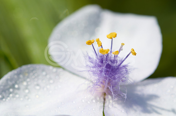 Virginia Spiderwort