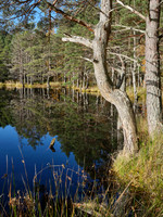 Inshriach Reflection 1