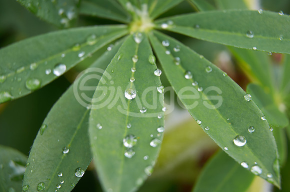 Radial raindrops