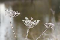 Cowslip Trio