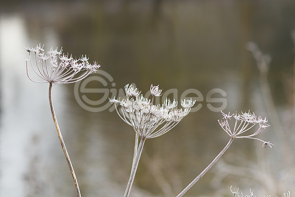 Cowslip Trio