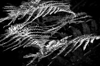 Ferns 1